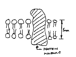 [SCHEMATIC MEMBRANE SECTION]