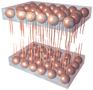 [Disgram of bilayer]