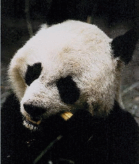 [Panda image]