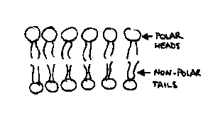 [LIPID BILAYER IMAGE]